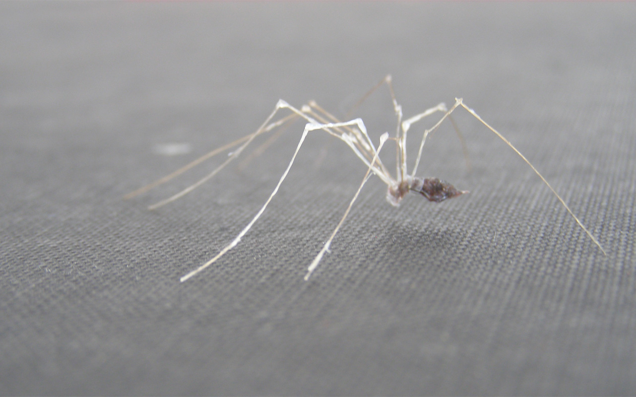 Dust Spider enlarged